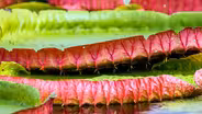 How the Giant Water Lily Dominates
