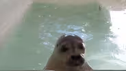 As seals return to NJ beaches, experts say give them space