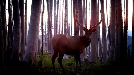 Video thumbnail: Oregon Field Guide After Fire Wildlife Cameras