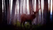 After Fire Wildlife Cameras