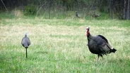 Turkey Work, Turkey Calls & Turkey Talk