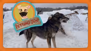 Petting Zoo: Sled Dog Returns After Injury