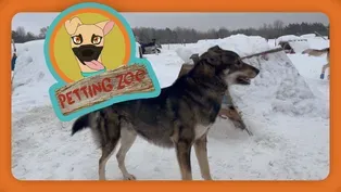 Petting Zoo: Sled Dog Returns After Injury