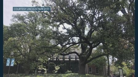 Video thumbnail: Chicago Tonight Lincoln Park Zoo’s Oldest Tree Nears End