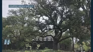 Lincoln Park Zoo’s Oldest Tree Nears End