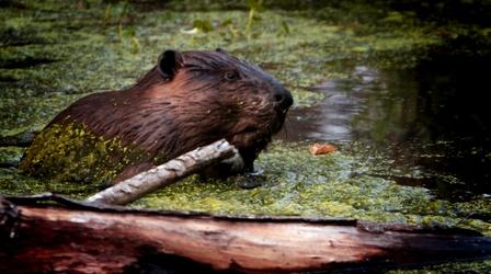 Video thumbnail: OPB Science From the Northwest Can Beavers Save Salmon in Oregon's High Desert?