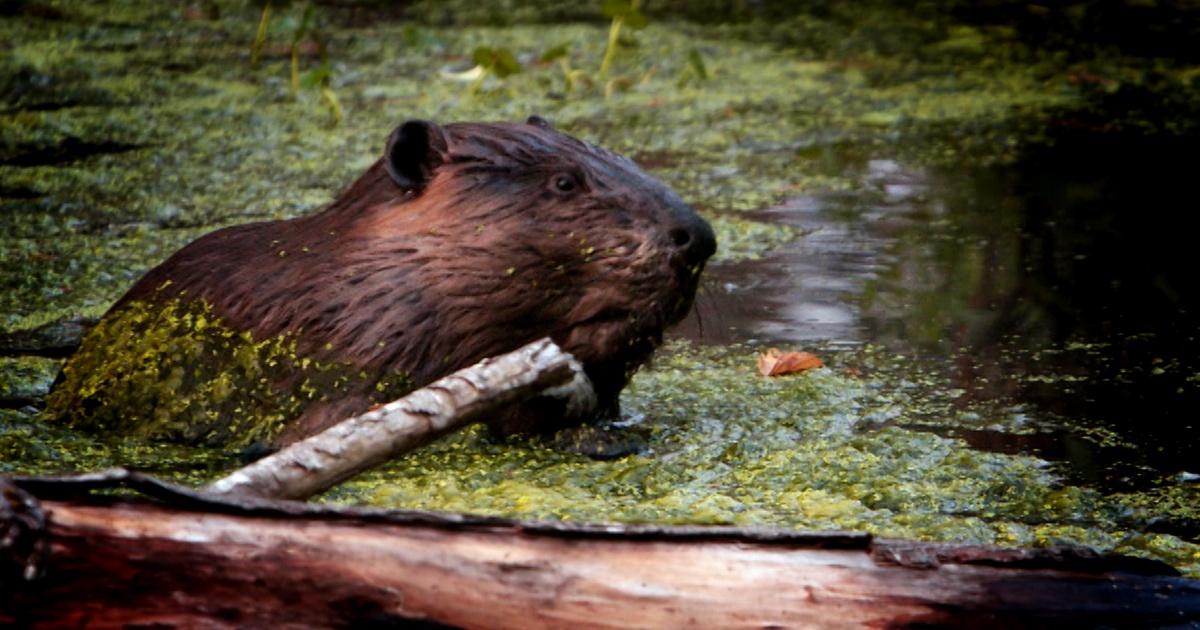 OPB Science From the Northwest, Can Beavers Save Salmon in Oregon's High  Desert?, Season 2022