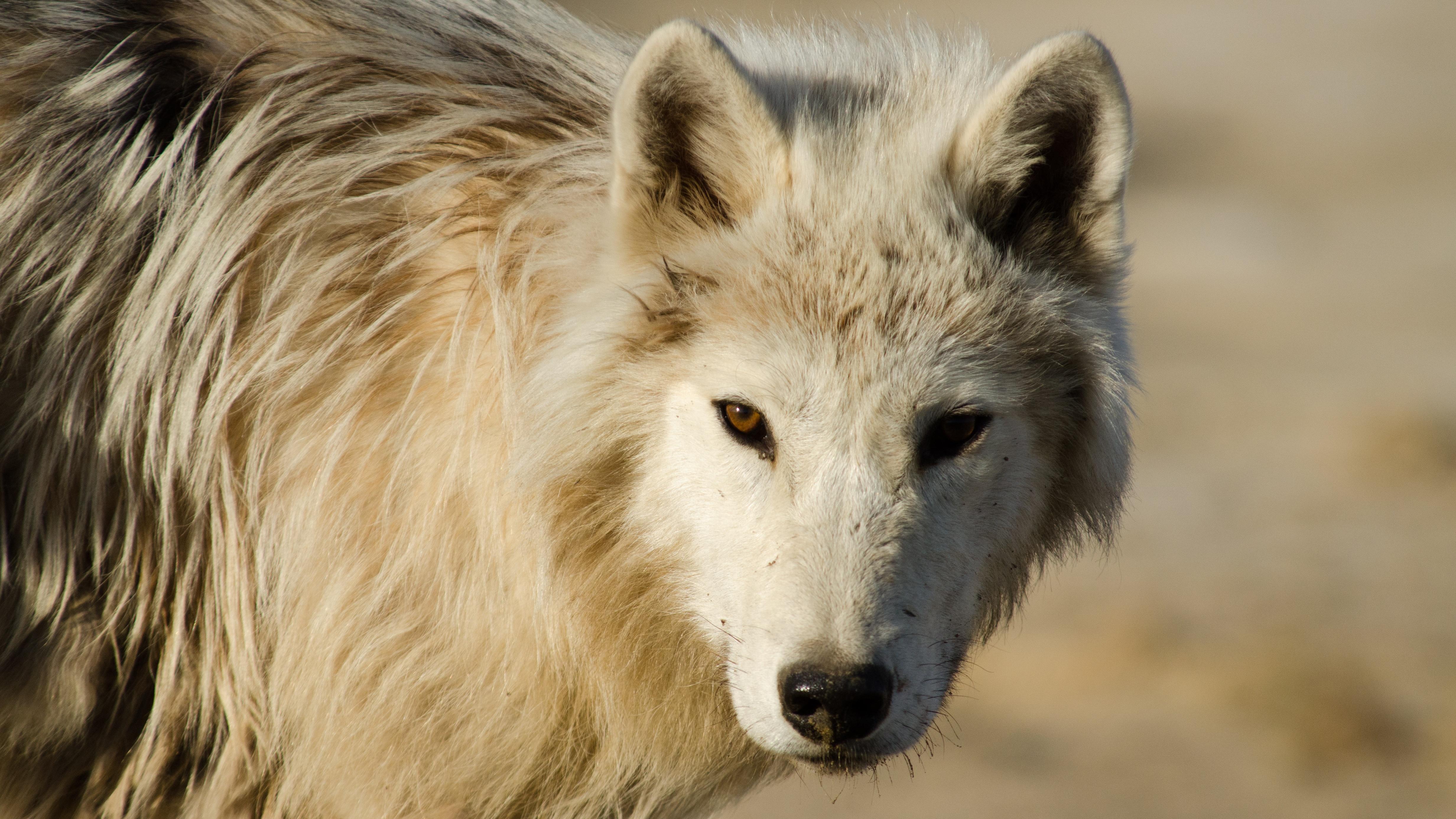 learn about arctic wolves