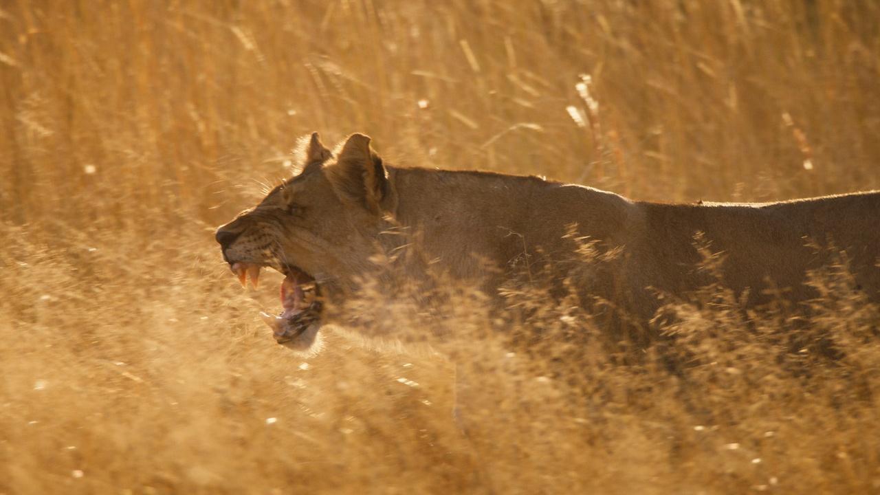 Big Cats 24/7 | Lionesses Clash with Invading Male Lions