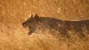 Lionesses Clash with Invading Male Lions