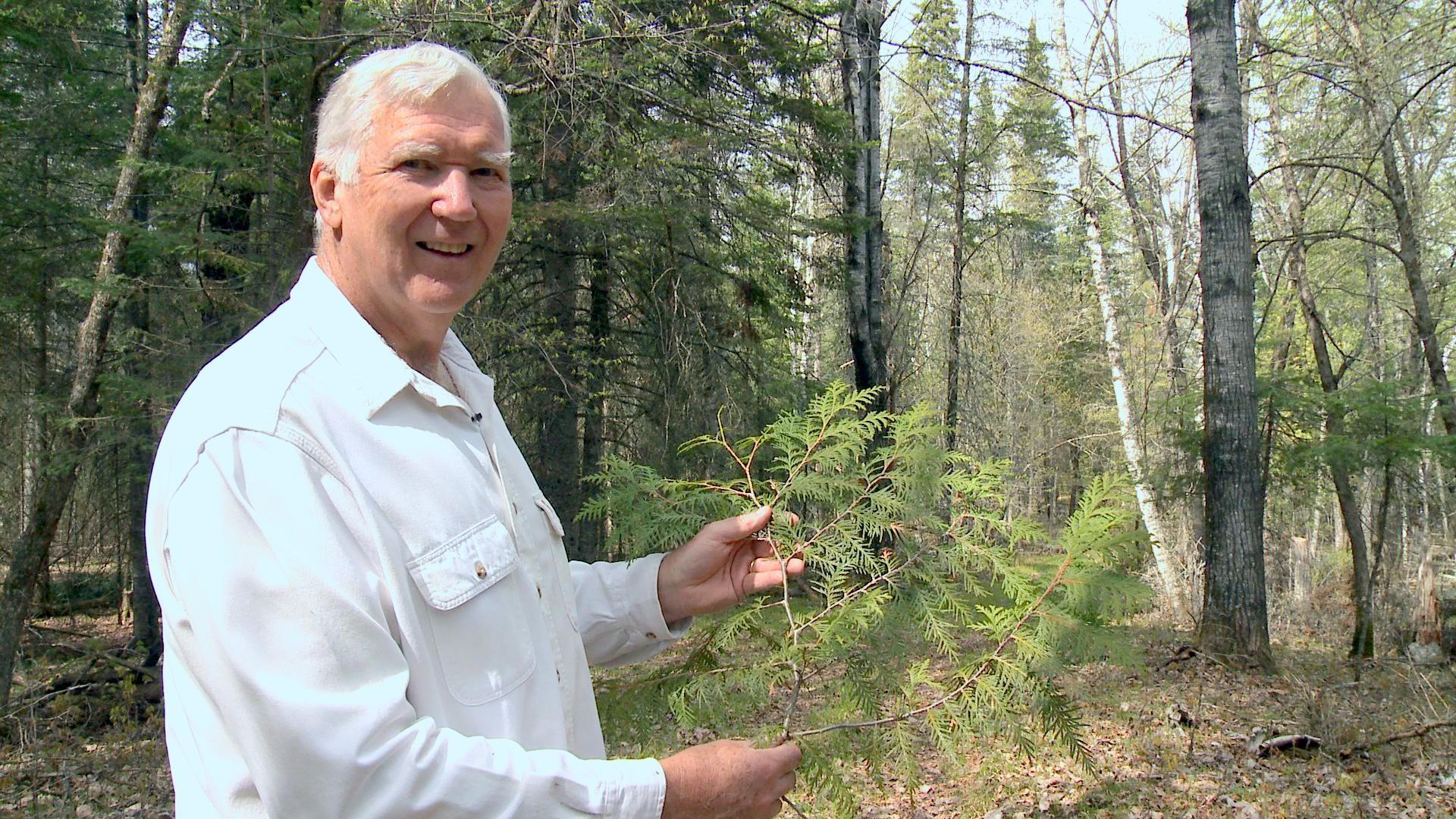 Identifying Conifers in Northern MN