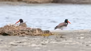 Coastal Birds