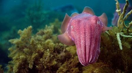 Giant Cuttlefish in the Spencer Gulf