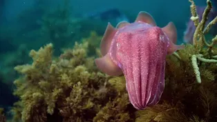 Giant Cuttlefish in the Spencer Gulf