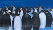 Read Aloud: “Penguin Journey”