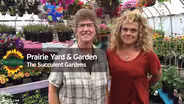 Creating Succulent Gardens