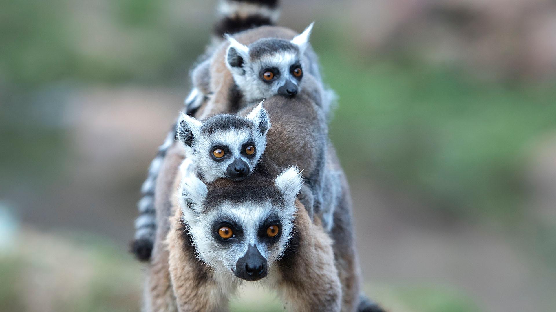 Reciteren zwaarlijvigheid winkel Islands of Wonder | Ring-Tailed Lemurs Battle Tough Terrain Searching for  Food | Episode 1 | PBS