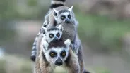 Ring-Tailed Lemurs Battle Tough Terrain Searching for Food