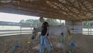 Veteran Horse Therapy