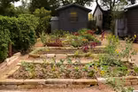 Growing Wellness in a Garden: Meredith Thomas