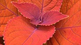 Video thumbnail: Virginia Home Grown Popular Garden Plants; Native Plants for Pollinators (#1904)