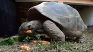 Creature Clip: Aldabara Giant Tortoise