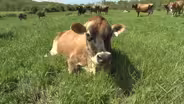 Will clean meat replace traditional agriculture?