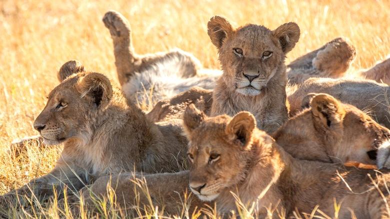 Big Cats 24/7 Image