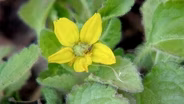 Supporting Pollinators