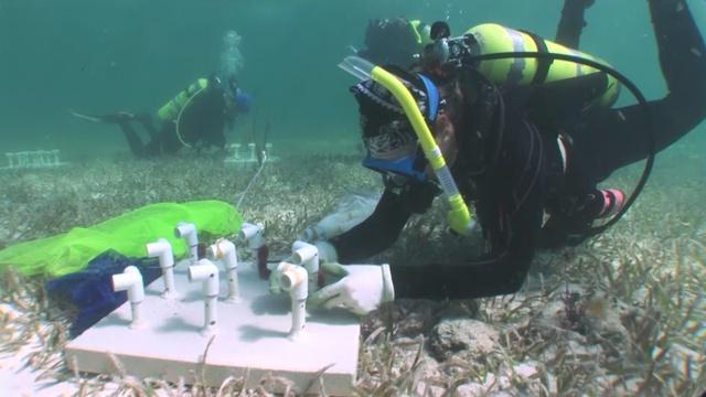Changing Seas | Reef Revival - Trailer