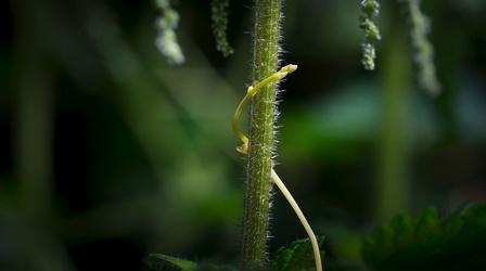 Video thumbnail: The Green Planet A Plant Parasite with an Insatiable Appetite