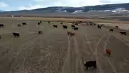 Living with wolves nearby on a mountain cattle ranch