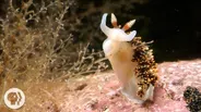 This Adorable Sea Slug is a Sneaky Little Thief