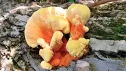 Fast Forage: Chicken of the Woods Mushrooms