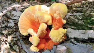 Fast Forage: Chicken of the Woods Mushrooms