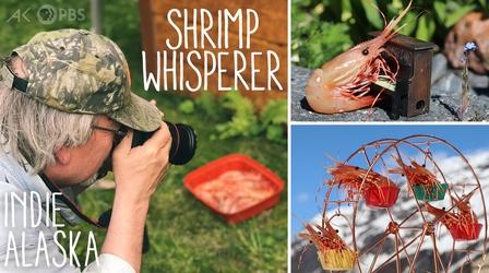 Video thumbnail: Indie Alaska Where are they now? The Shrimp Whisperer