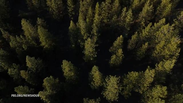 Carbon program pays landowners to keep forests standing