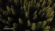 Carbon program pays landowners to keep forests standing