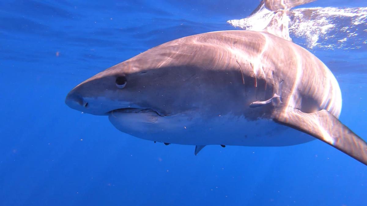 Sharks of Hawaii | Nature | NJ PBS