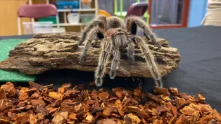 Rose Hair Tarantula