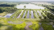Importance of Maintaining Native Species