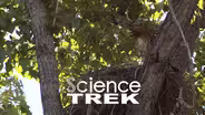 Trees: Home Sweet Tree