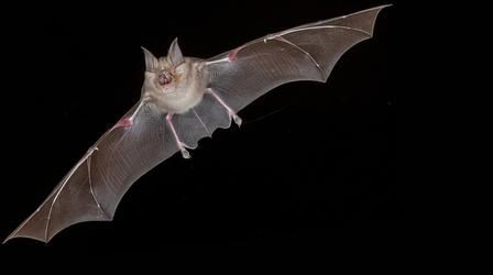 Video thumbnail: NOVA Bat Superpowers