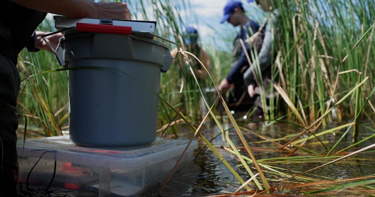 Prairie Sportsman | Cattail Imposters | Season 16 | Episode 2 | PBS