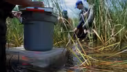 Cattail Imposters