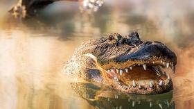 Video thumbnail: Arizona PBS Previews Nature : 3711