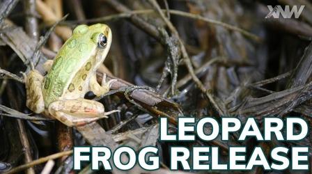 Video thumbnail: xConnect Northwest Northern Leopard Frogs Being Reintroduced Into The Wild