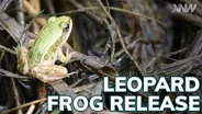 Northern Leopard Frogs Being Reintroduced Into The Wild