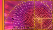 The Golden Ratio: Is It Myth or Math?