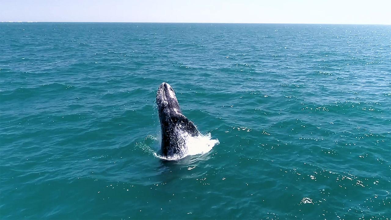 In the America's with David Yetman | Whales and Their Offspring in San Ignacio Lagoon